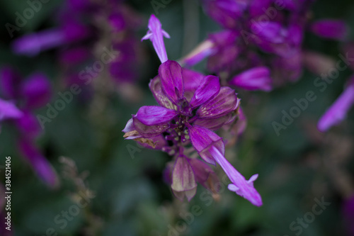 close up of a purple flower