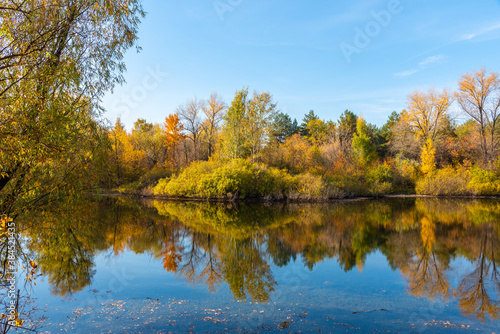 A beautiful autumn landscape - the shore of a forest lake, overgrown with trees with autumn golden leaves and a blue sky that are reflected in clear water