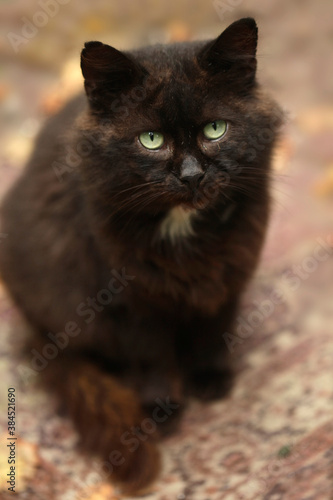 Portrait of wild fluffy cat