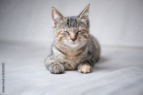 Portrait of a gray tabby kitten in the studio, close-up. © shymar27