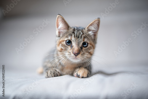Portrait of a gray tabby kitten in the studio, close-up. © shymar27