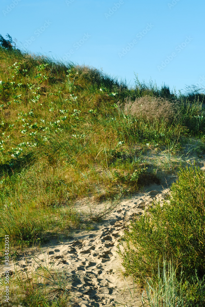path to the sea through dunes with grass path to the sea through dunes with grass