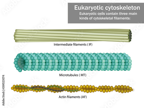 Three Eukaryotic cells cytoskeletal filaments microfilaments, microtubules, and intermediate filaments. photo