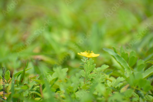 yellow flower on grass