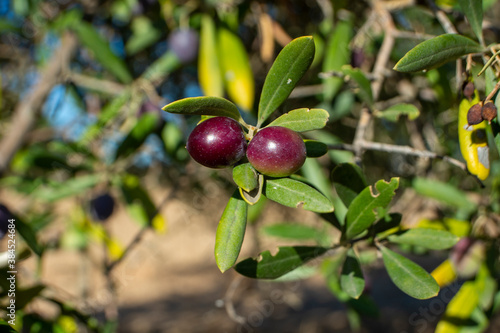 Aceitunas madurando en el olivar