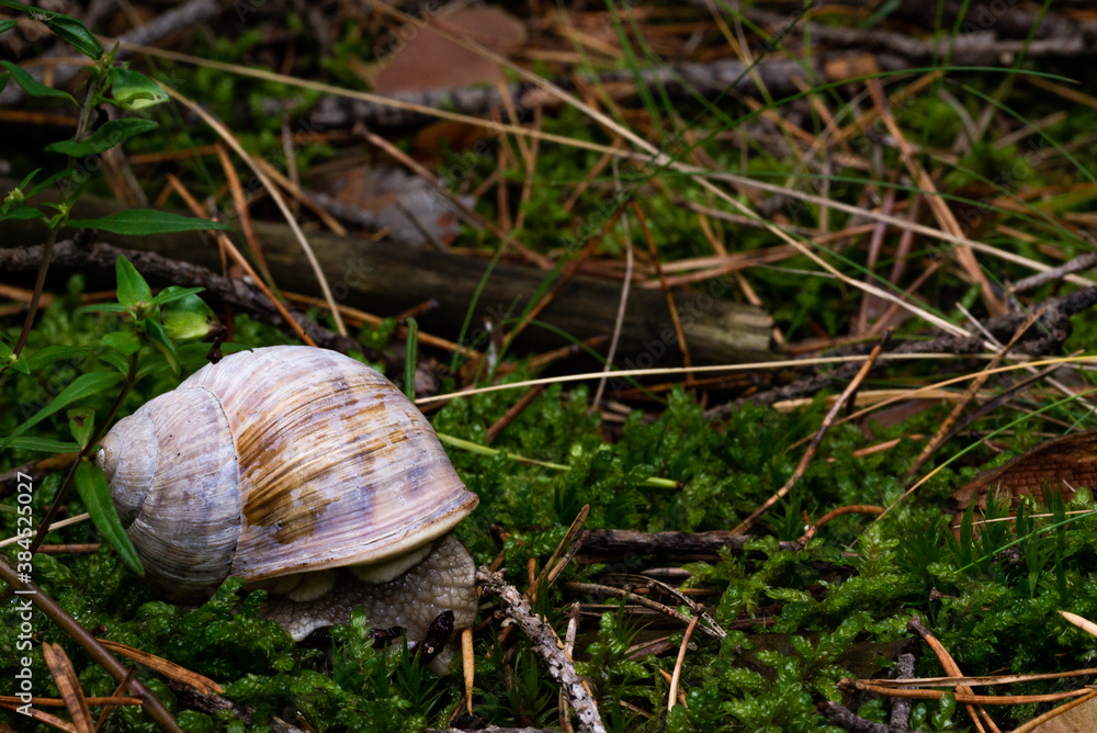 macro photo of a snail in the forest macro photo of a snail in the forest