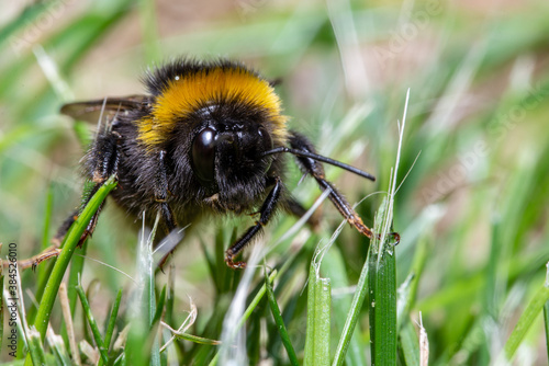 macro photo of a bee on a garden grass © Piotr