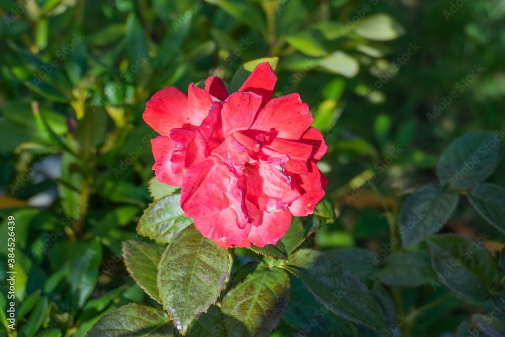 Red flower blossom in the sunshine, Natural Flower Wallpaper