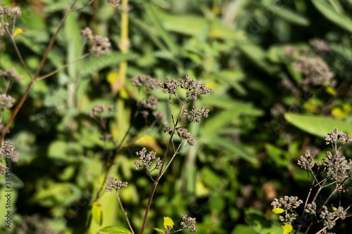 Dry oregano flowers in autumn, Natural Wallpaper