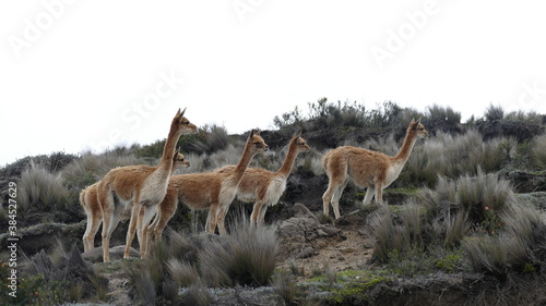Photos Vikunja oder Vicuña, Vicugna vicugna, im Chimborazo-Nationalpark, Ecuador