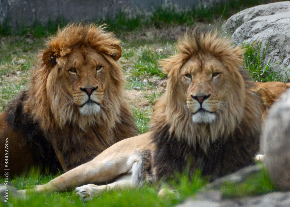 Two young, African lion brothers in their zoo habitat.