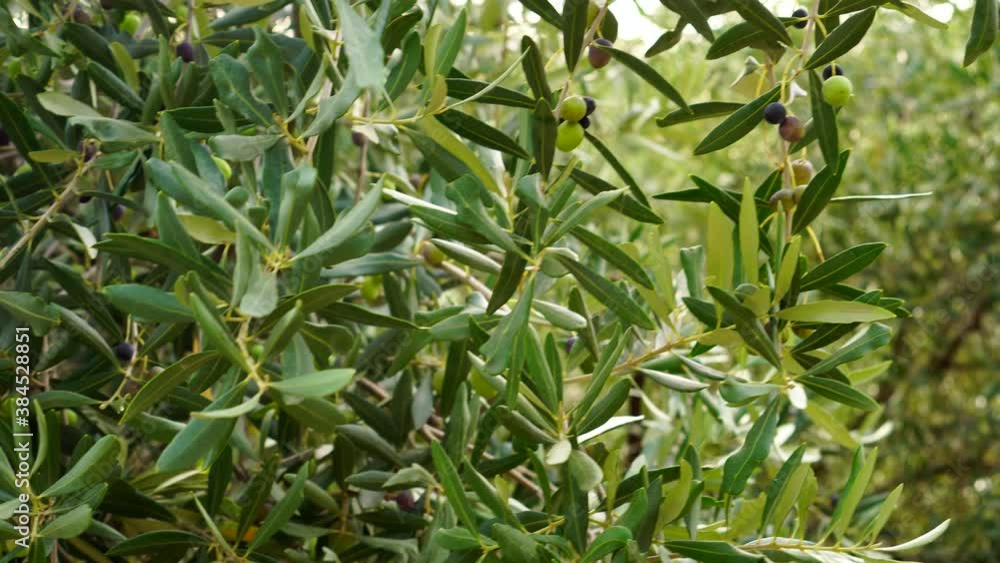 Olive tree plantation. Growing Mediterranean Green Olives closeup. Olive Tree Branch. Olive oil. Spanish olive oil production Olive tree plantation. Growing Mediterranean Green Olives closeup. Olive Tree Branch. Olive oil. Spanish olive oil production