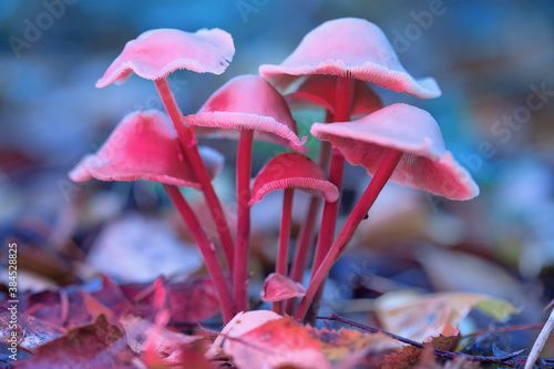 Bild auf Leinwand Mushrooms containing psilocybin grow in the forest