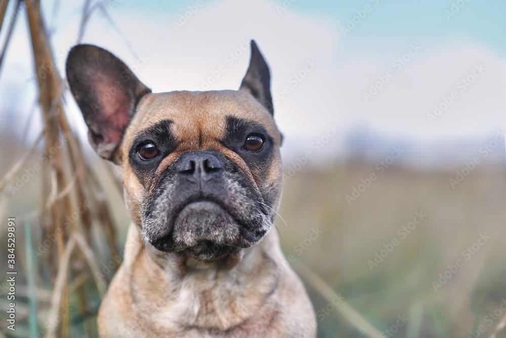 Portrait of fawn colored French Bulldog dog with sad eyes on blurry natural background with copy space