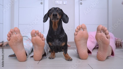Owners are lying on the floor in swoon, and concerned dachshund is standing between their feet. Rescue dog is ready to saving people, waiting for an ambulance.