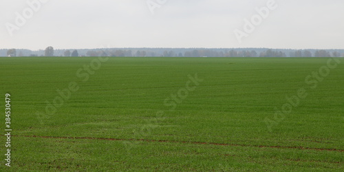 Green sown field with forest line on horizon at a cloudy autumn day, European farm natural agricultural panoramic landscape