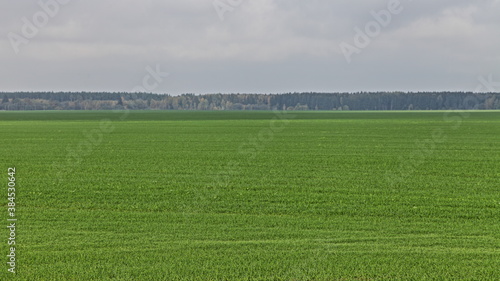 Green sown field with forest stripe on horizon at a cloudy autumn day, European farm natural agricultural wide landscape
