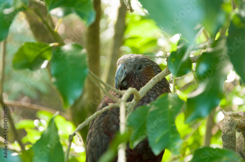 The kea bird (Nestor notabilis), big parrot in the family Nestoridae found in the forested and alpine regions of the South Island of New Zealand photo