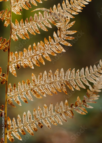 A part of a golden fern leaf