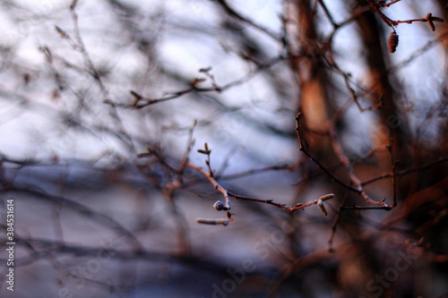 beautiful nature background with tree trunks and bare branches. selective focus and soft tones with frost