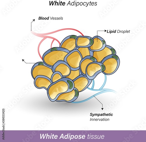  White adipocytes cells of human adipose tissue. Role: storage of lipid droplet, obesity, secretion of adiponectin, less expression of UCP1. 3D graphic illustration of cell with blood vessels