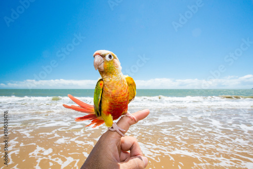 海で散歩するウロコインコ