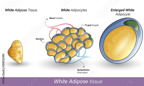  White adipocytes cells of human adipose tissue. Role: storage of lipid droplet, obesity, secretion of adiponectin, less expression of UCP1.3D realistic graphic illustration of cell with yellow fat  photo