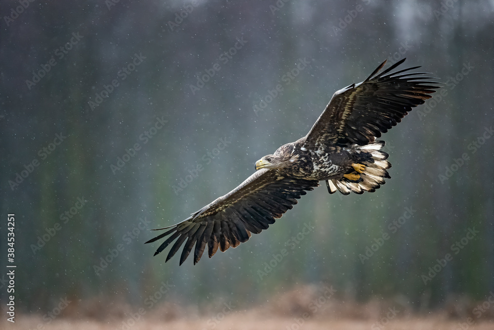 Fototapeta premium young white-tailed eagle in flight