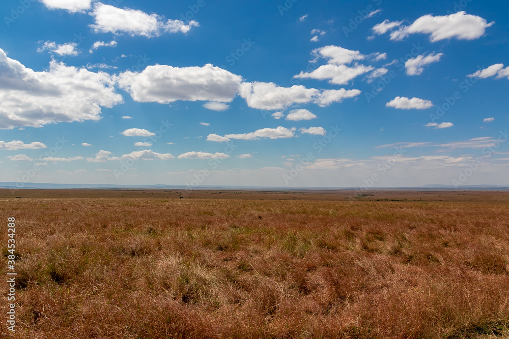 ケニアのマサイマラ国立保護区に広がる、野原に地平線と青空