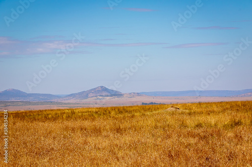 ケニアのマサイマラ国立保護区で見かけた、周辺の風景に溶け込むチーターと背景の青空