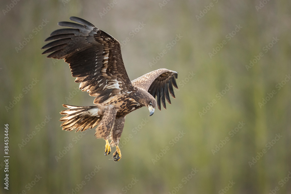 Obraz premium White-tailed eagle