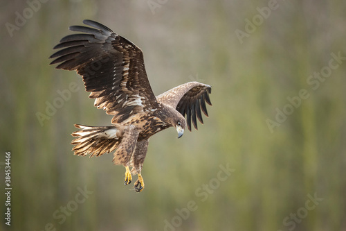 White-tailed eagle © Grzegorz