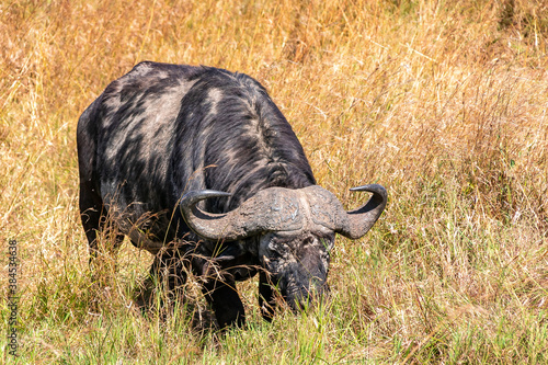 ケニアのマサイマラ 国立保護区で見かけたバッファロー