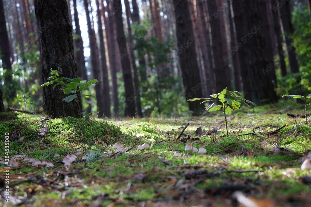 Fototapeta premium forest in autumn