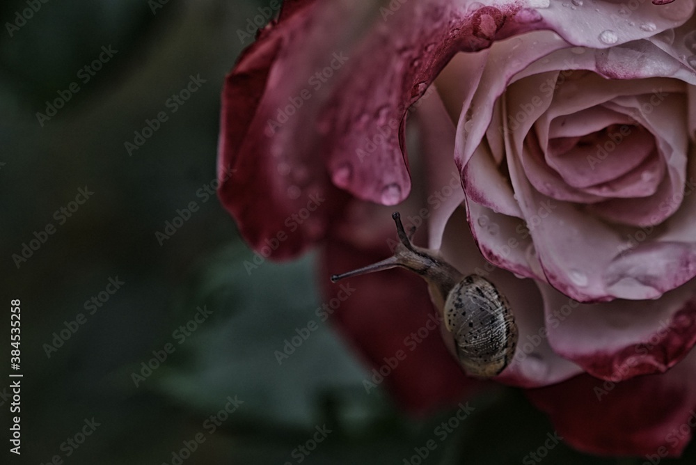 The Snail and the Rose
