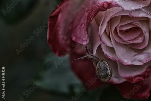 The Snail and the Rose