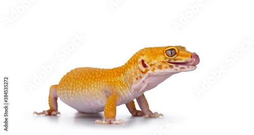 Adult Super Hypo Tangerine Manderin leopard gecko aka Eublepharis macularius  standing side ways sticking out tongue. Isolated on white background.
