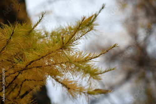 autumn leaves in the sky