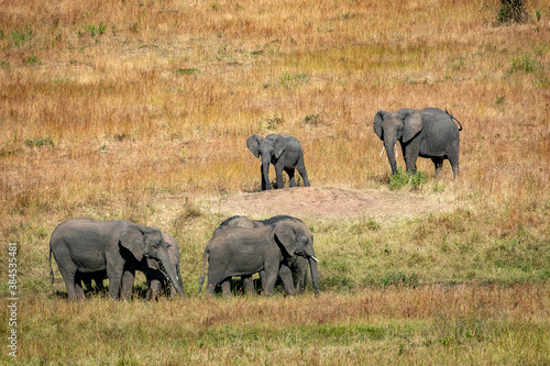 ケニアのマサイマラ国立保護区で見かけた、遠くにいるアフリカゾウの群れ