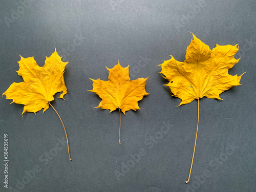 Dry maple leaves are yellow on a black background. Autumn concept. Autumn background. The view from the top.