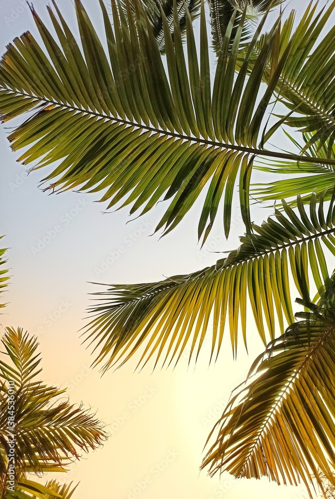 Fototapeta premium Palm tree on blue sky