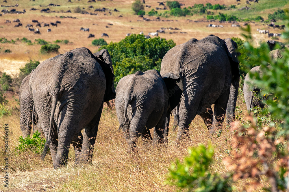 ケニアのマサイマラ国立保護区で見かけた、アフリカゾウの群れの後ろ姿