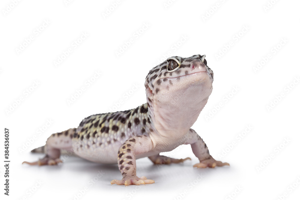 Naklejka premium Adult Mack snow leopard gecko aka Eublepharis macularius, standing side ways. Isolated on white background.
