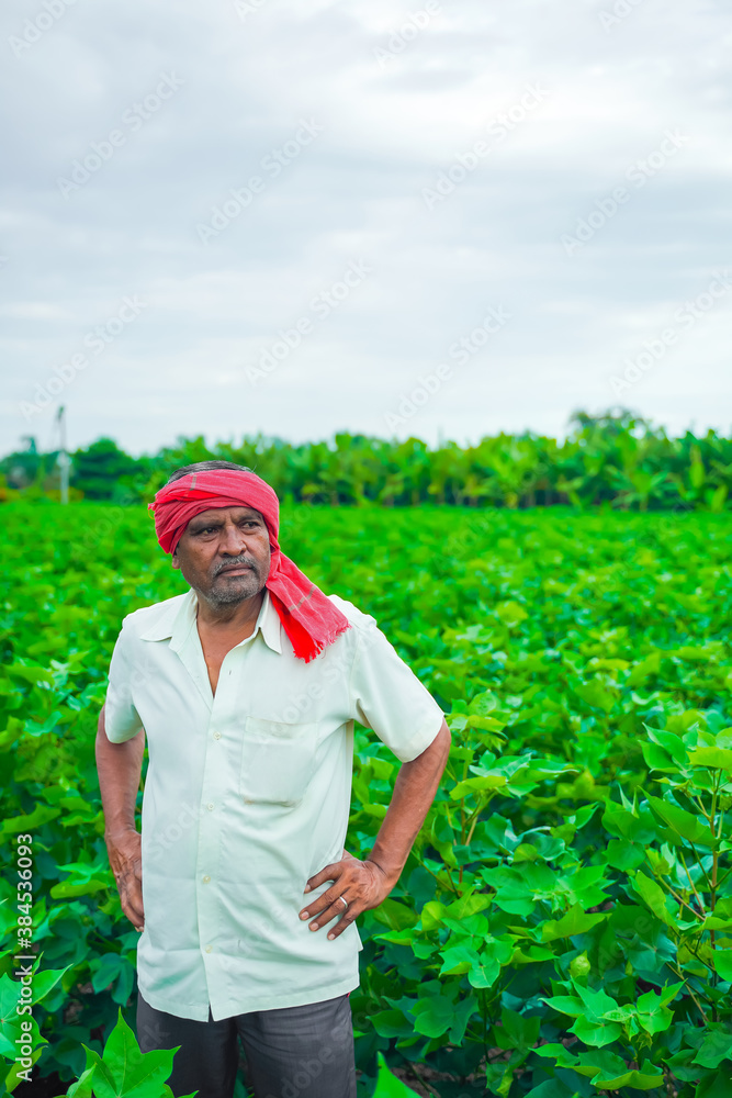 Fototapeta premium indian farmer in cotton field