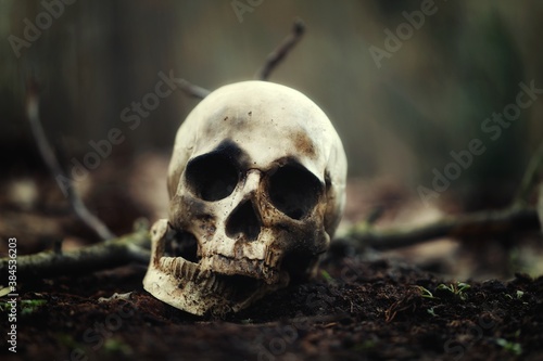 Decaying skull in the soil