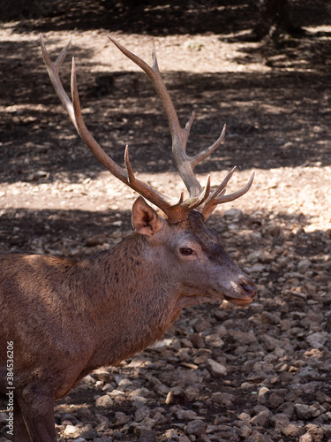 Male deer head with antlers durin the bellowing in Cazorla Natural Park