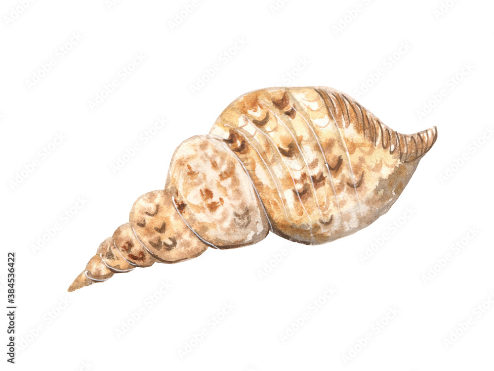 Watercolor illustration of seashells on a white background