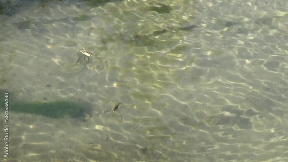 Hydrometra insect walking over the water Hydrometra insect walking over the water