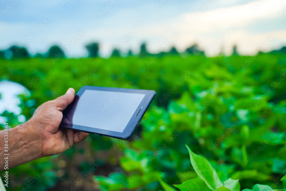 young handsome farmer inspecting cotton field with tablet