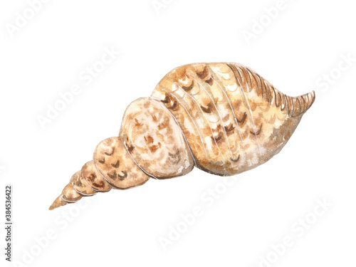 Watercolor illustration of seashells on a white background